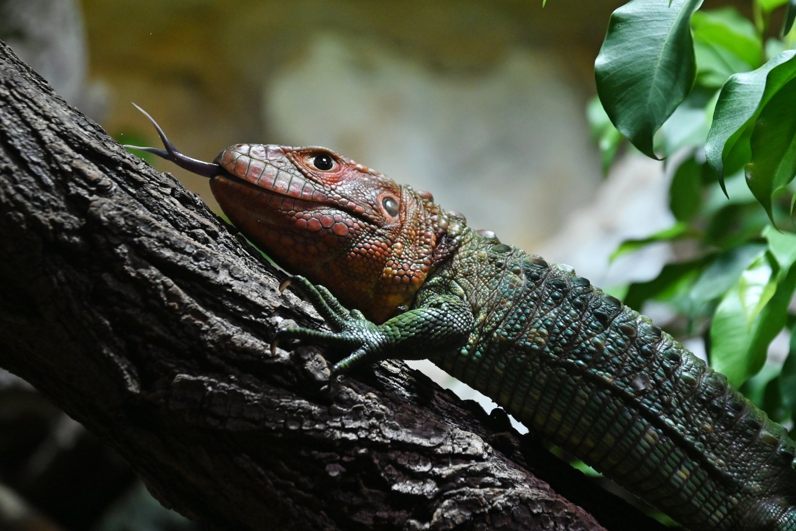 Caiman lizard Dracaena guianensis
