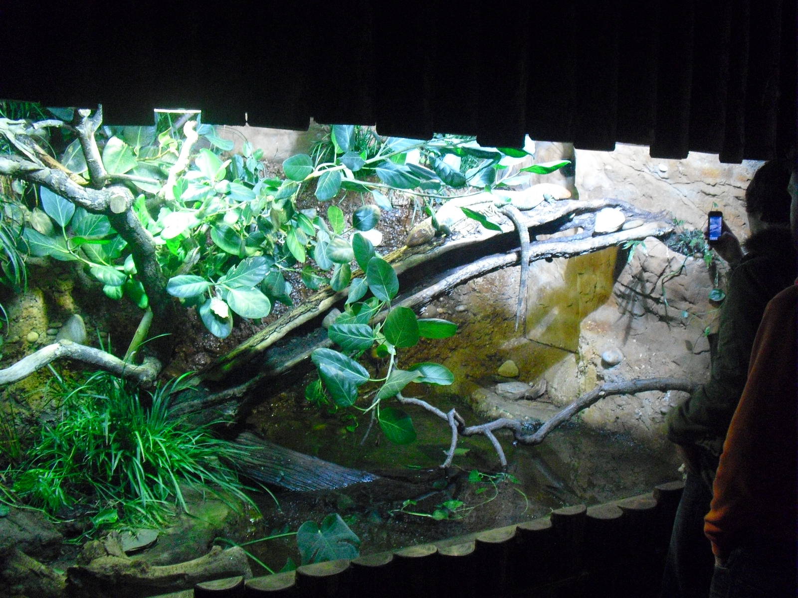 Caiman Lizard Enclosure - 16/02/2011