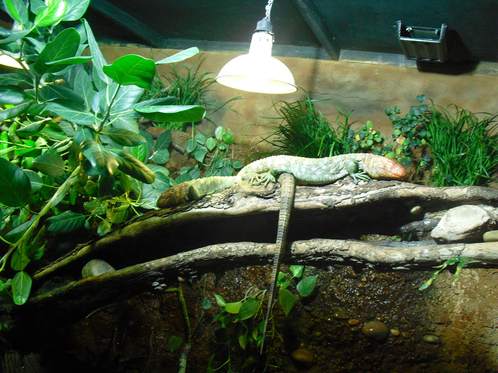 Caiman Lizard Enclosure - 16/02/2011