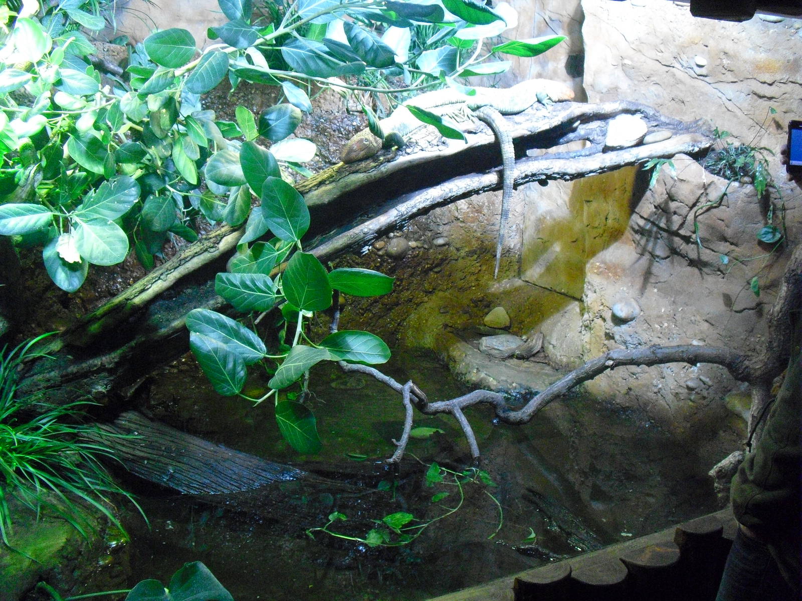 Caiman Lizard Enclosure - 16/02/2011