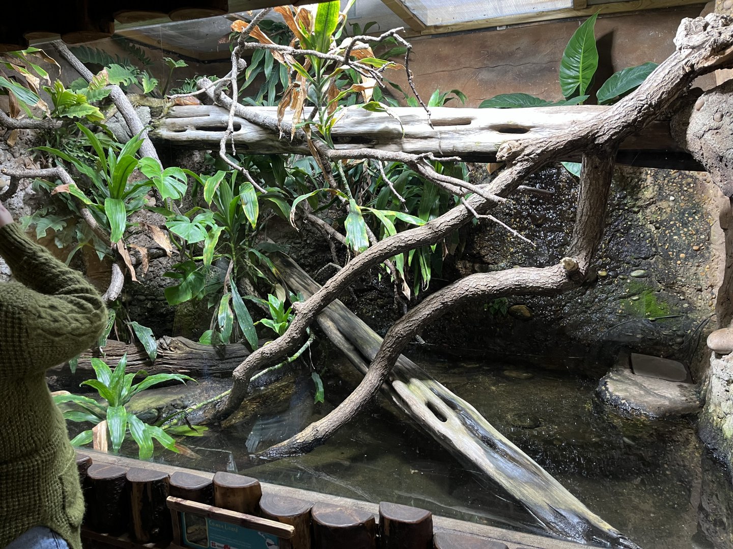 Caiman lizard enclosure 29.6.24