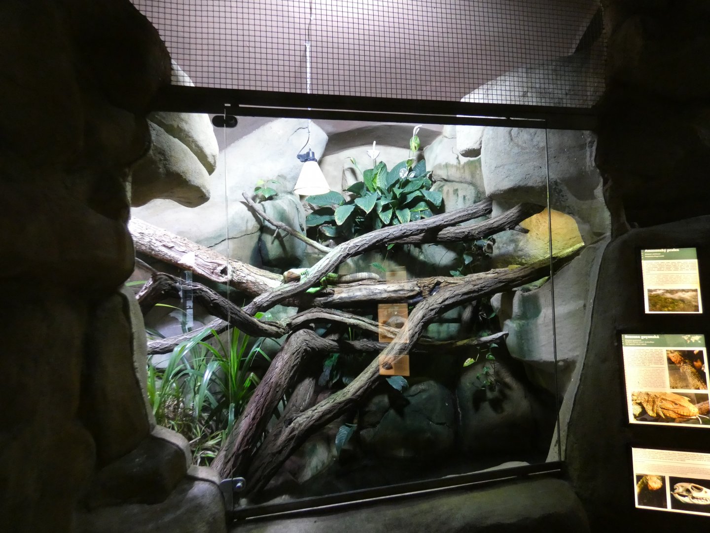 Caiman lizard enclosure