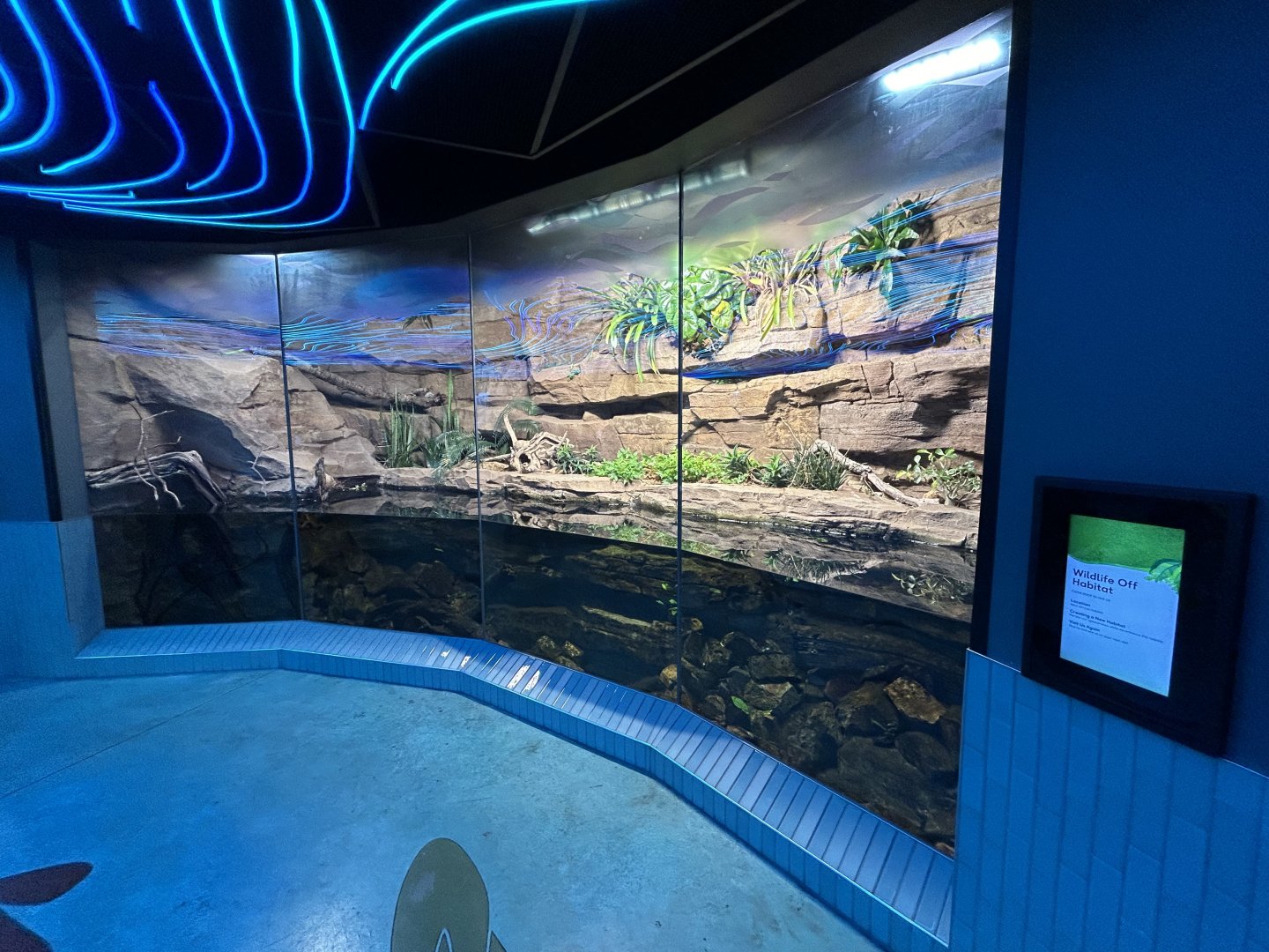 Caiman Lizard Exhibit (off-display) - Wildlife Explorers Basecamp