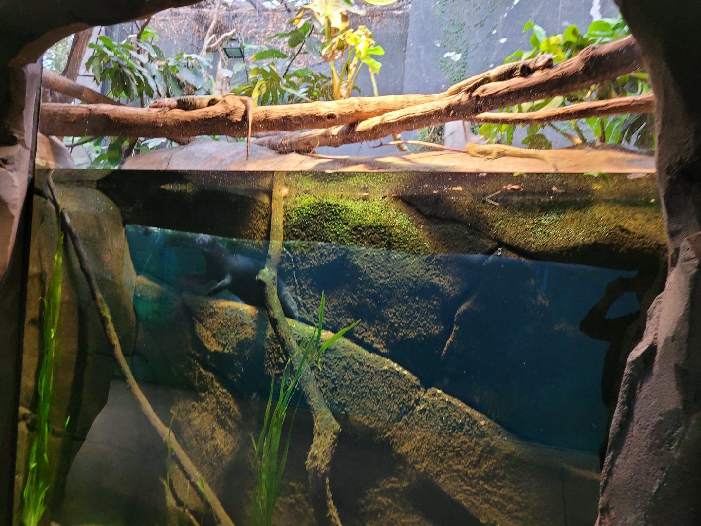 Caiman lizard exhibit -Parc Zoologique de Paris (2022)