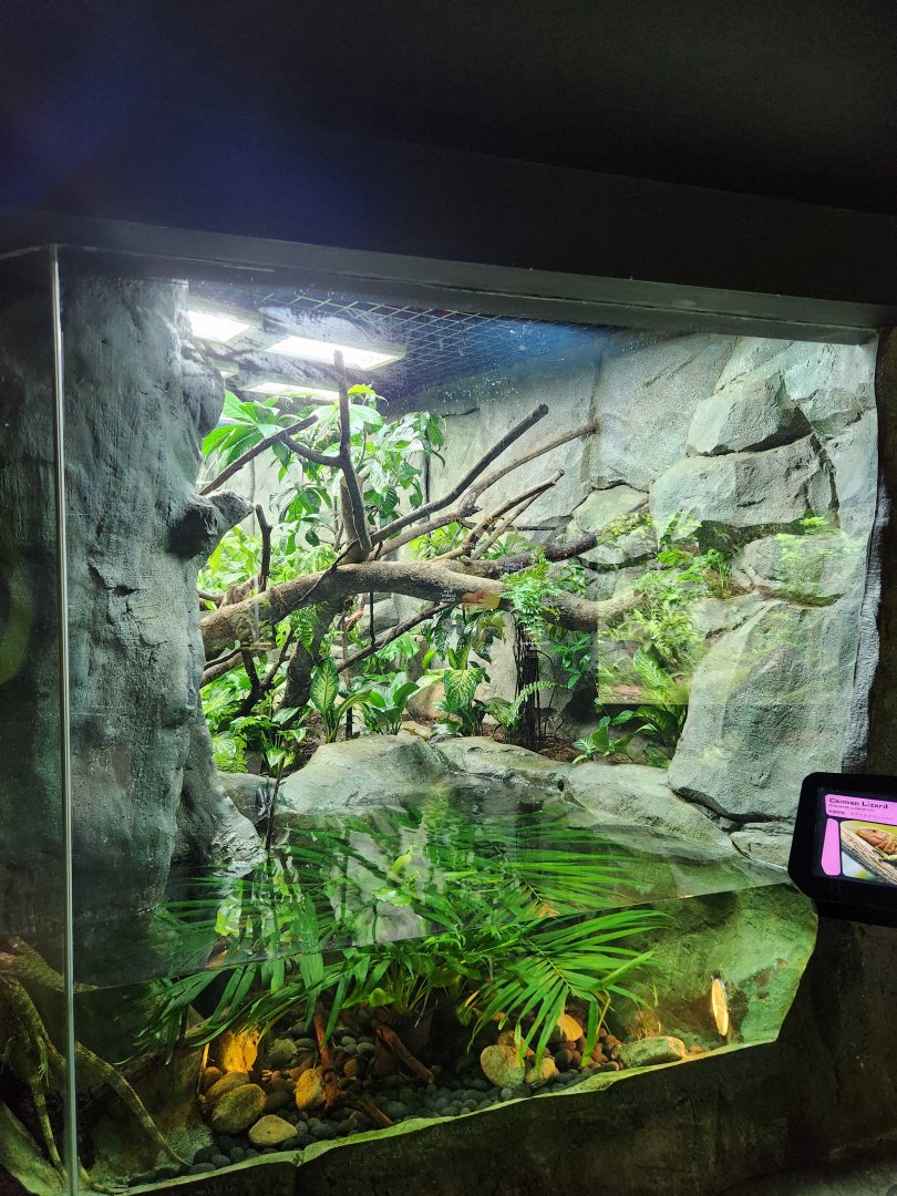 Caiman Lizard exhibit- Reptopia