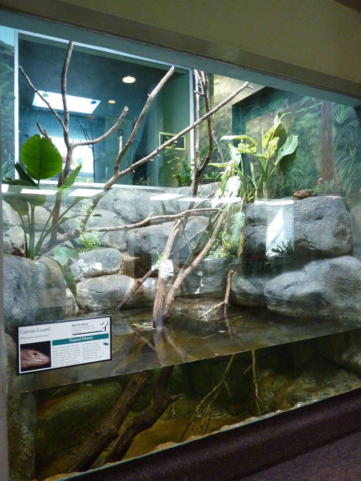Caiman Lizard Exhibit