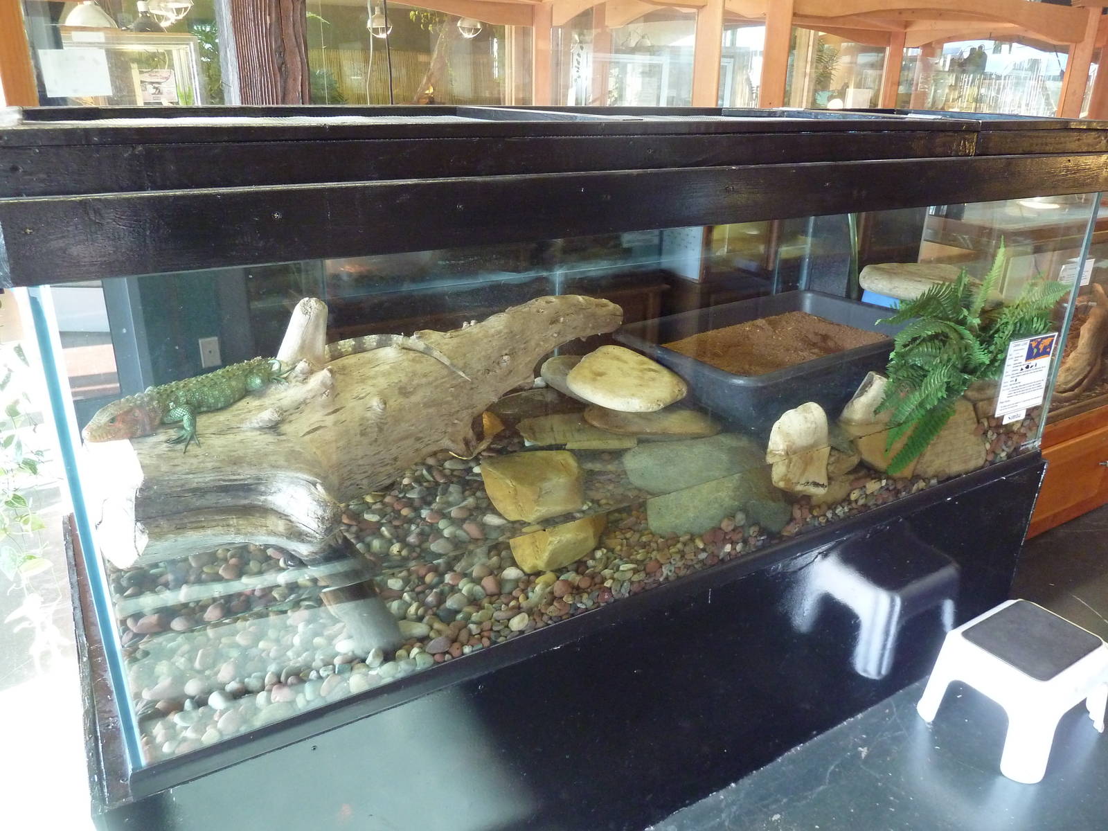 Caiman Lizard Exhibit