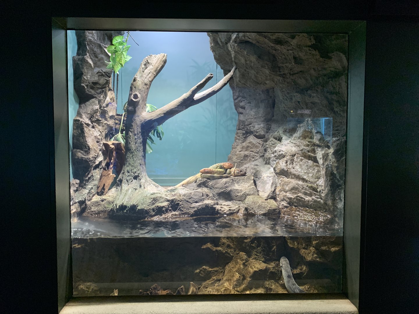 Caiman Lizard Exhibit