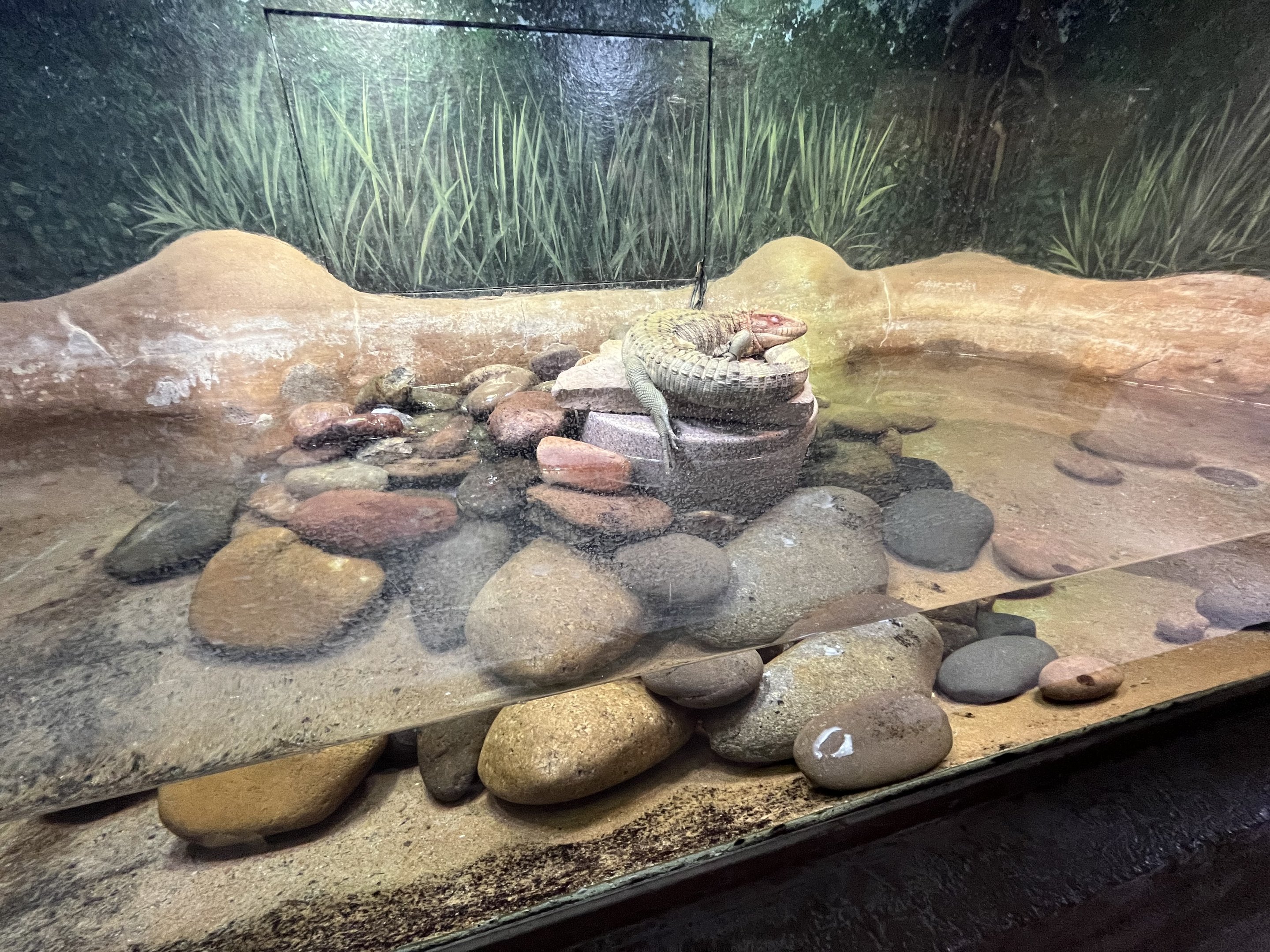 Caiman Lizard Exhibit