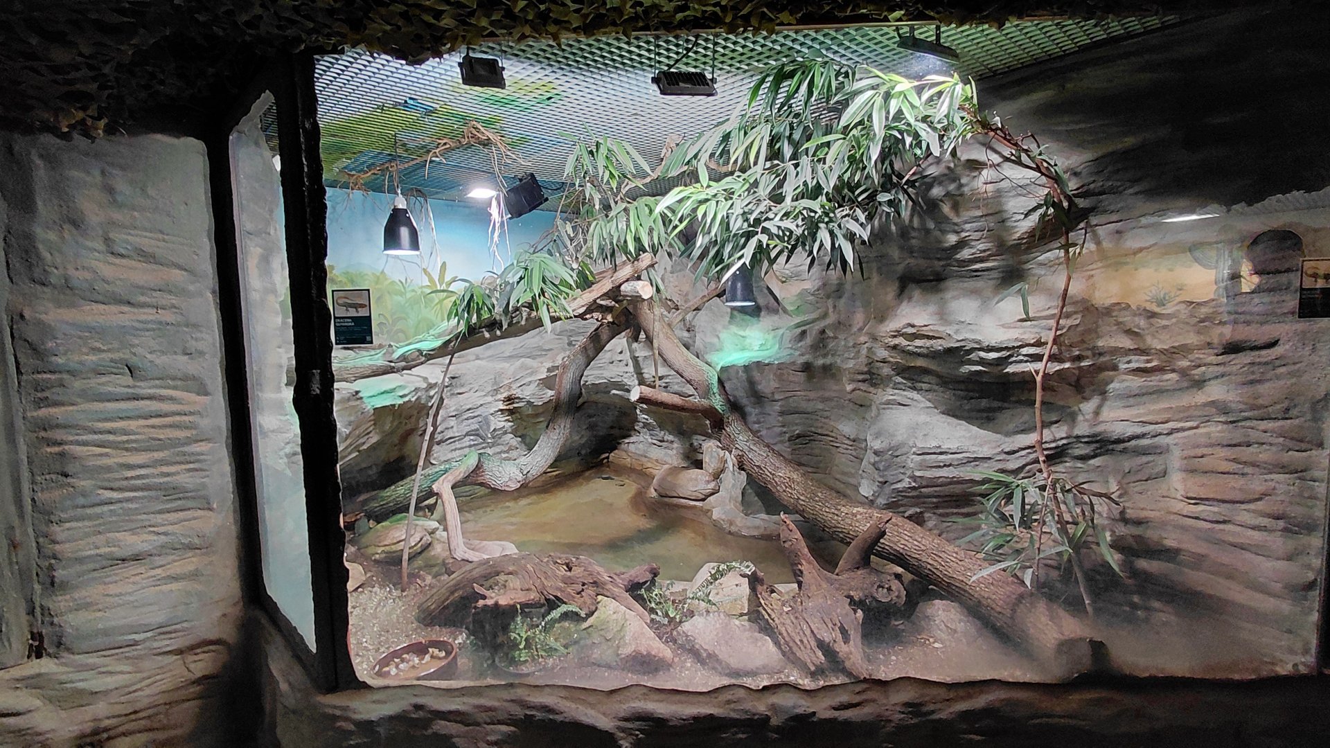 Caiman lizard exhibit