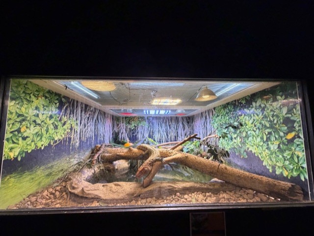 caiman lizard exhibit