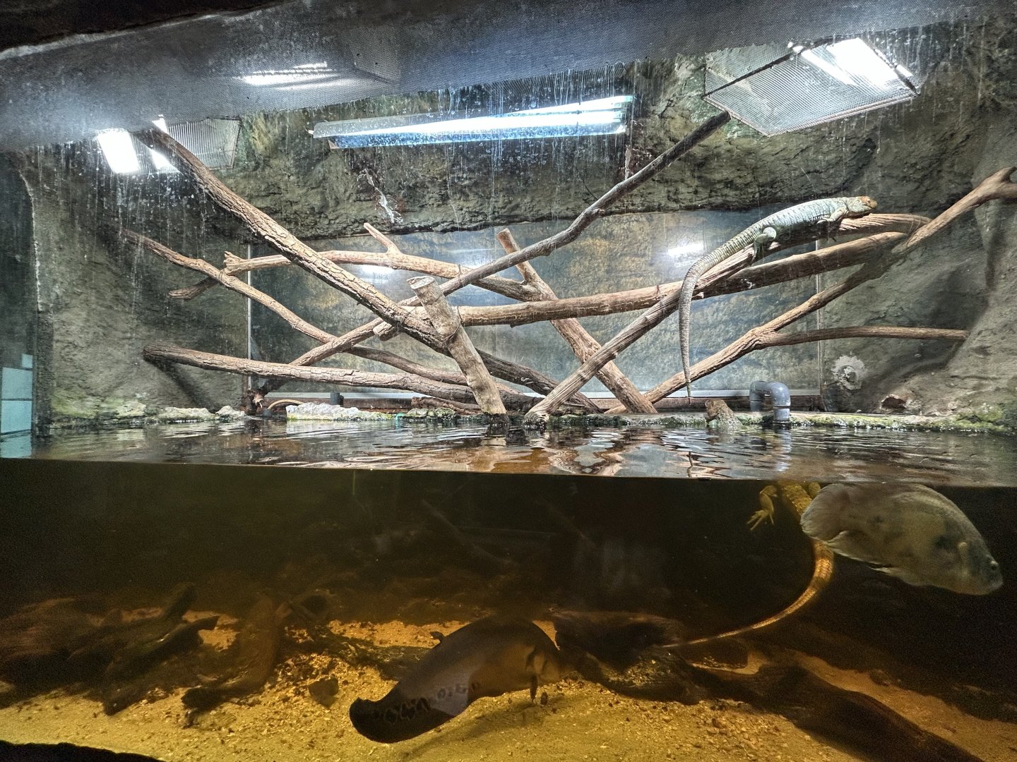 Caiman Lizard Exhibit