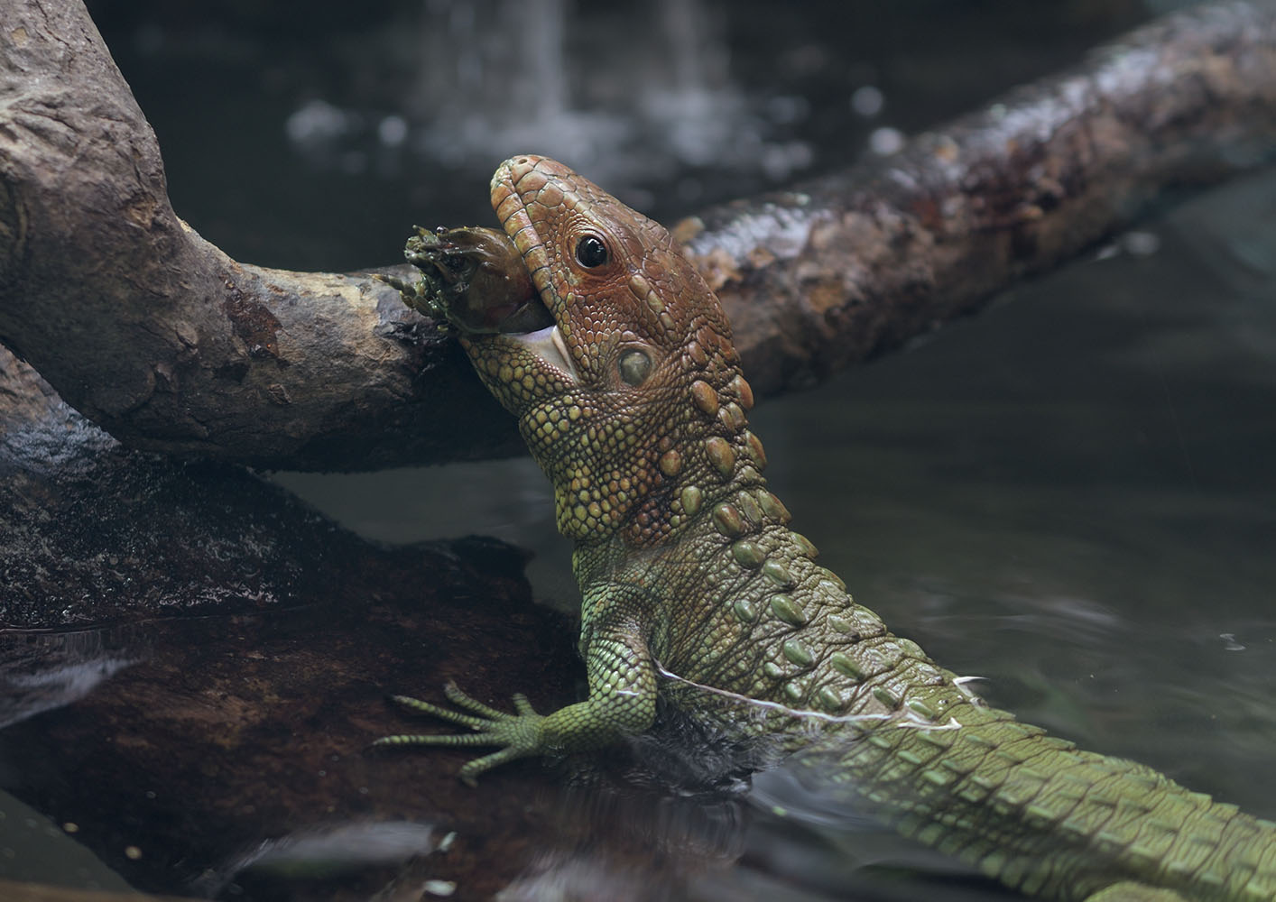 Caiman lizard frustration