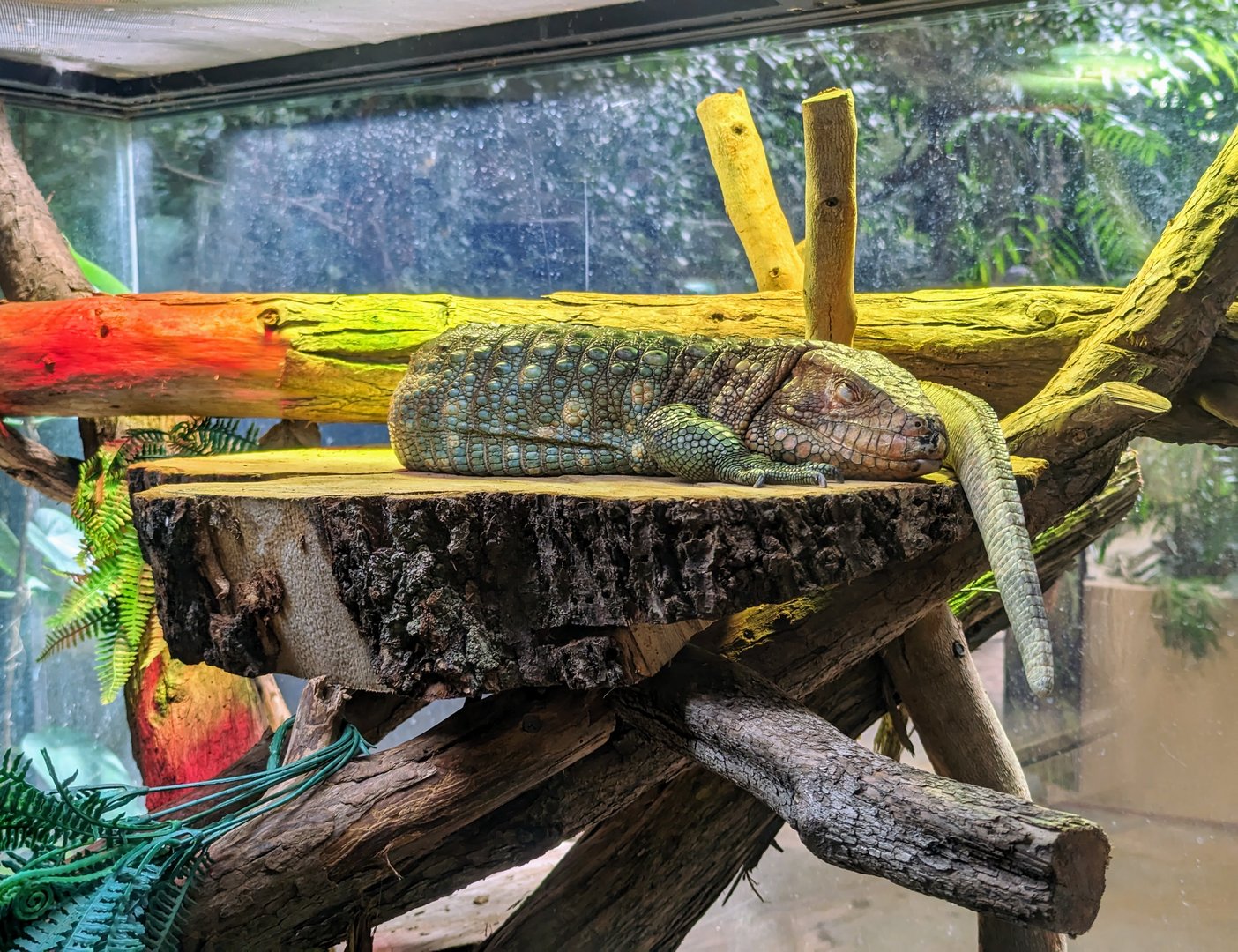 Caiman Lizard - July 8th 2023