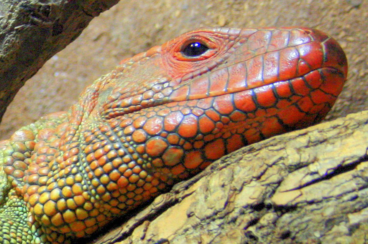 Caiman lizard; London Zoo; 12th January 2014