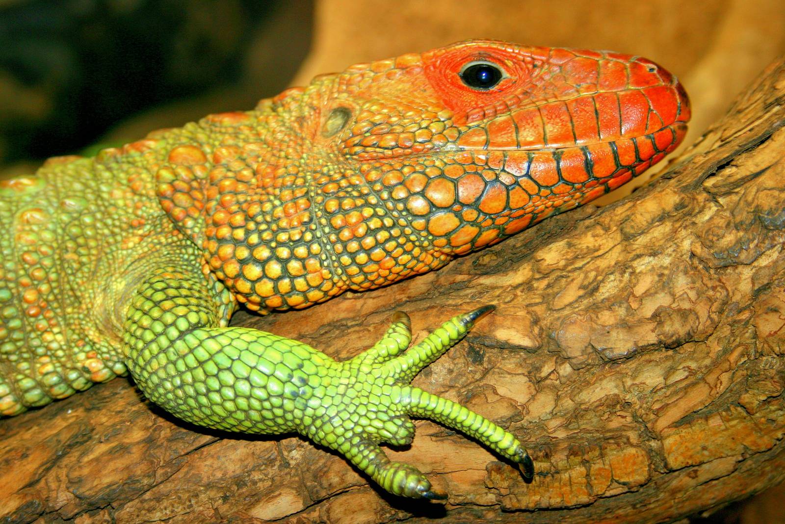 Caiman lizard; London Zoo; 18th March 2016