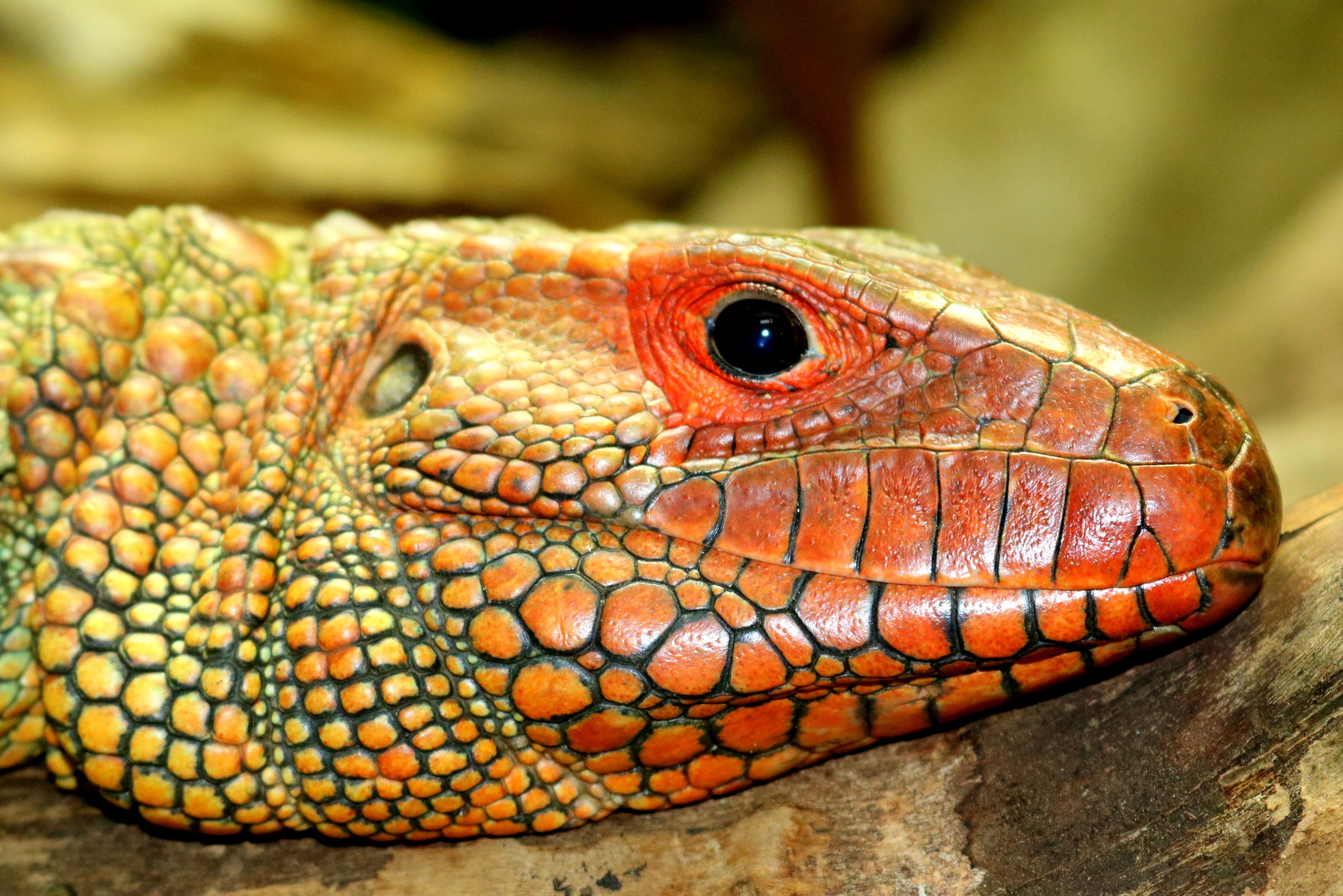 Caiman lizard; London Zoo; 24th February 2018