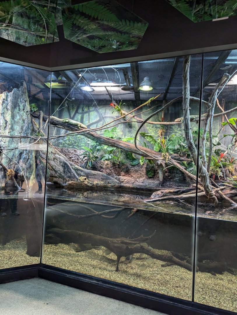 Caiman lizard mixed exhibit