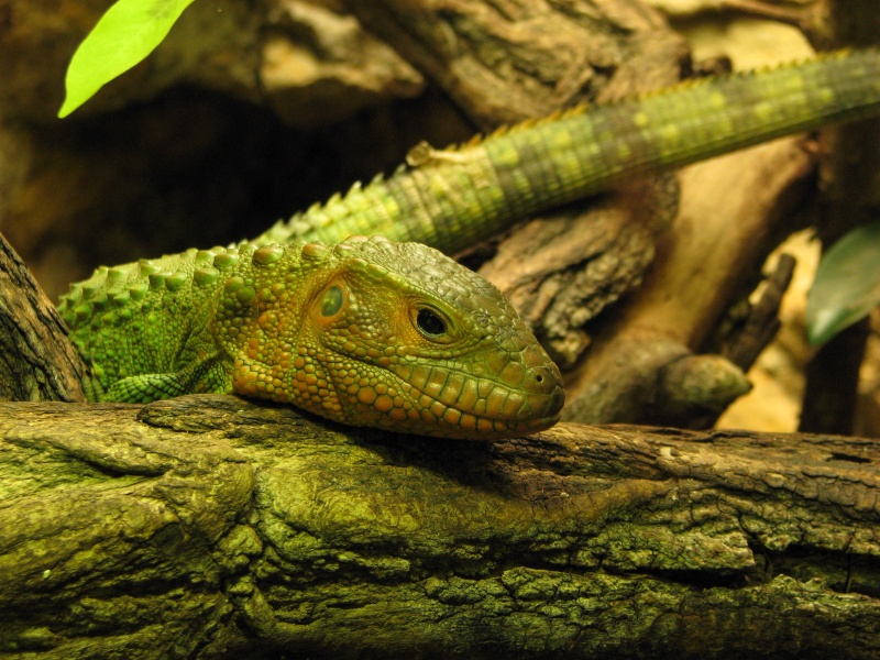 Caiman Lizard @ Prague zoo