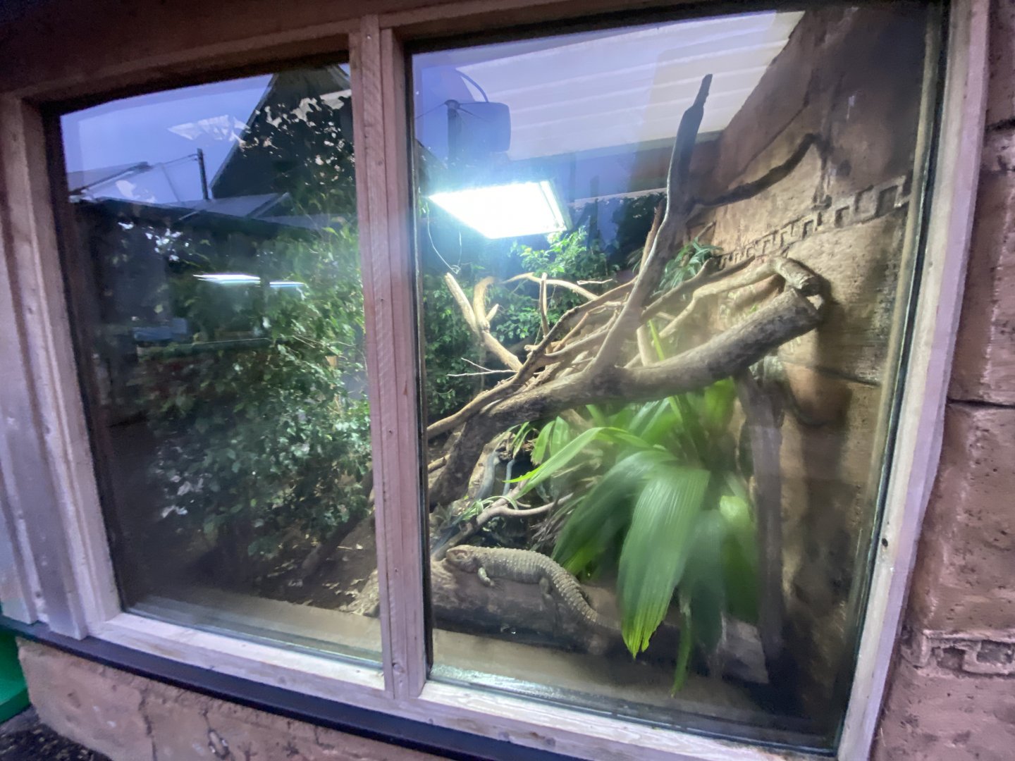 Caiman lizard/Red-footed tortoise exhibit 040124