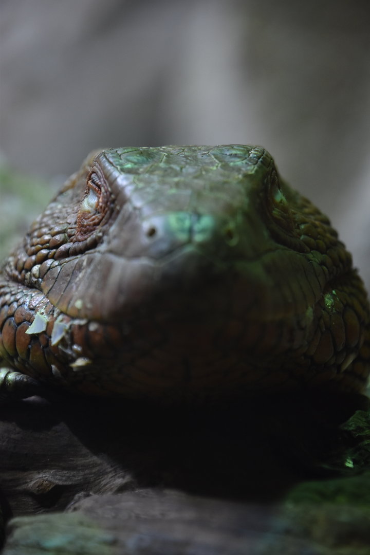 Caiman lizard sleeping