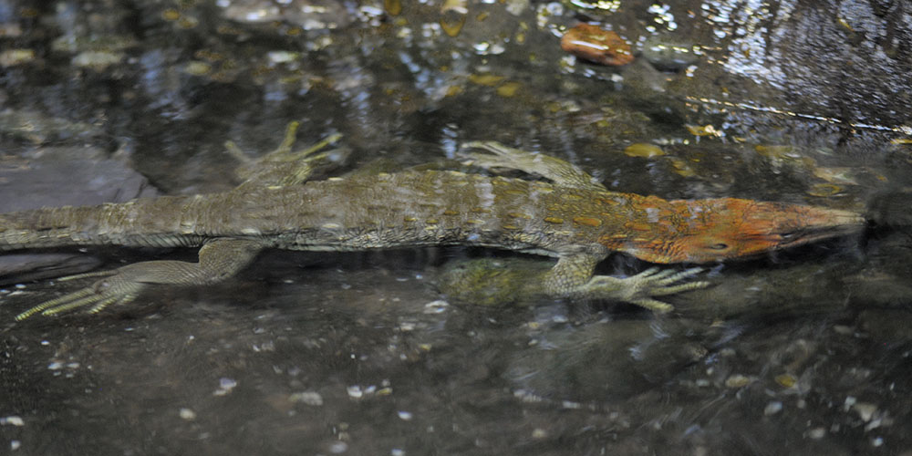Caiman lizard swimmimg
