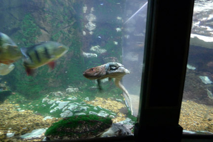 caiman lizard swimming