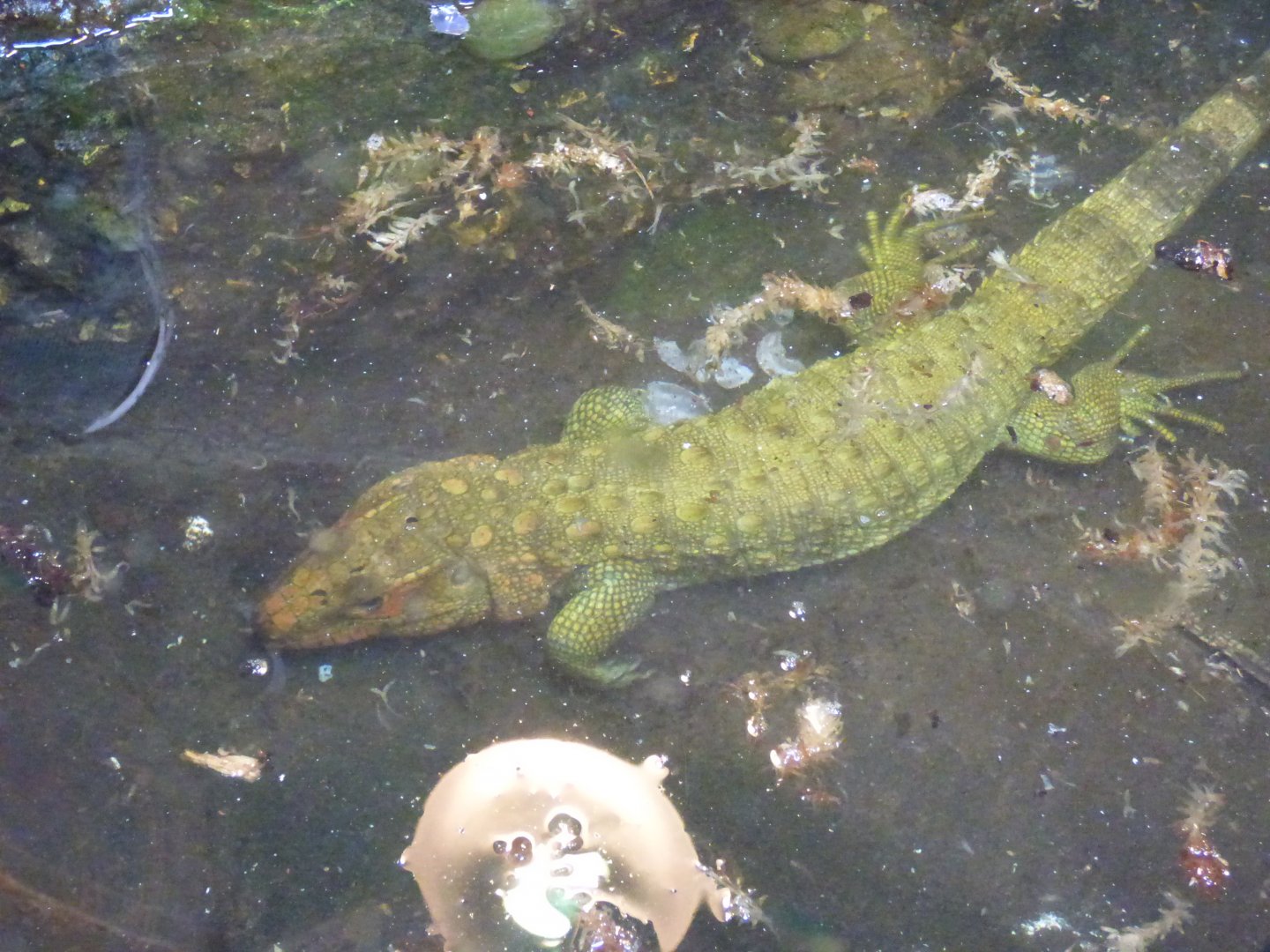 Caiman Lizard Swimming