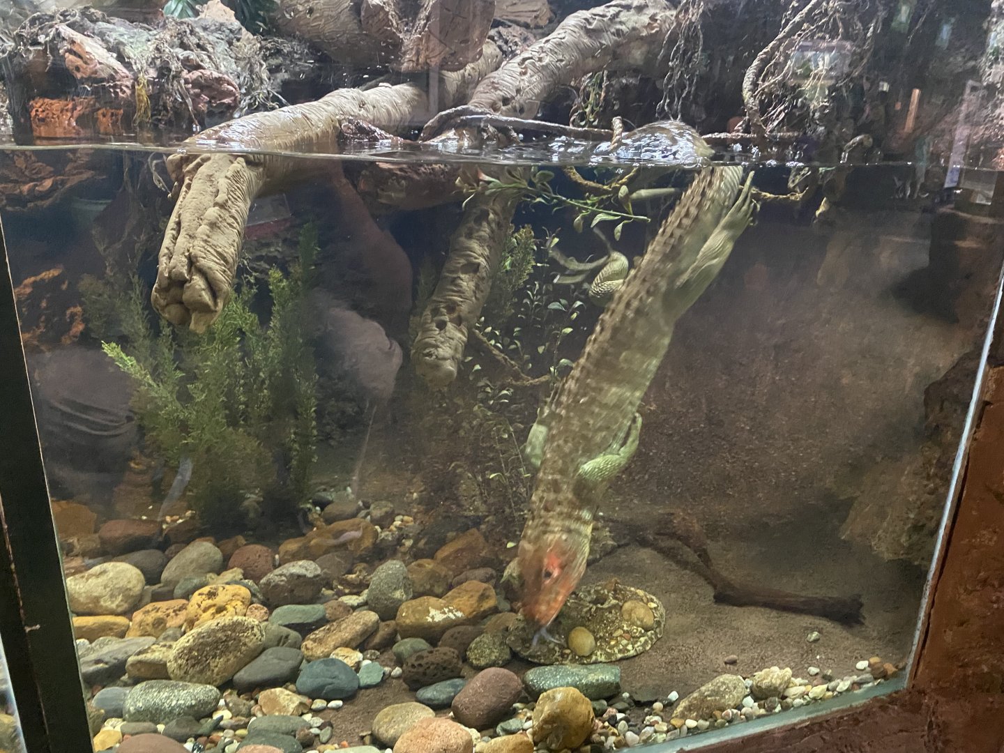 Caiman Lizard Swimming