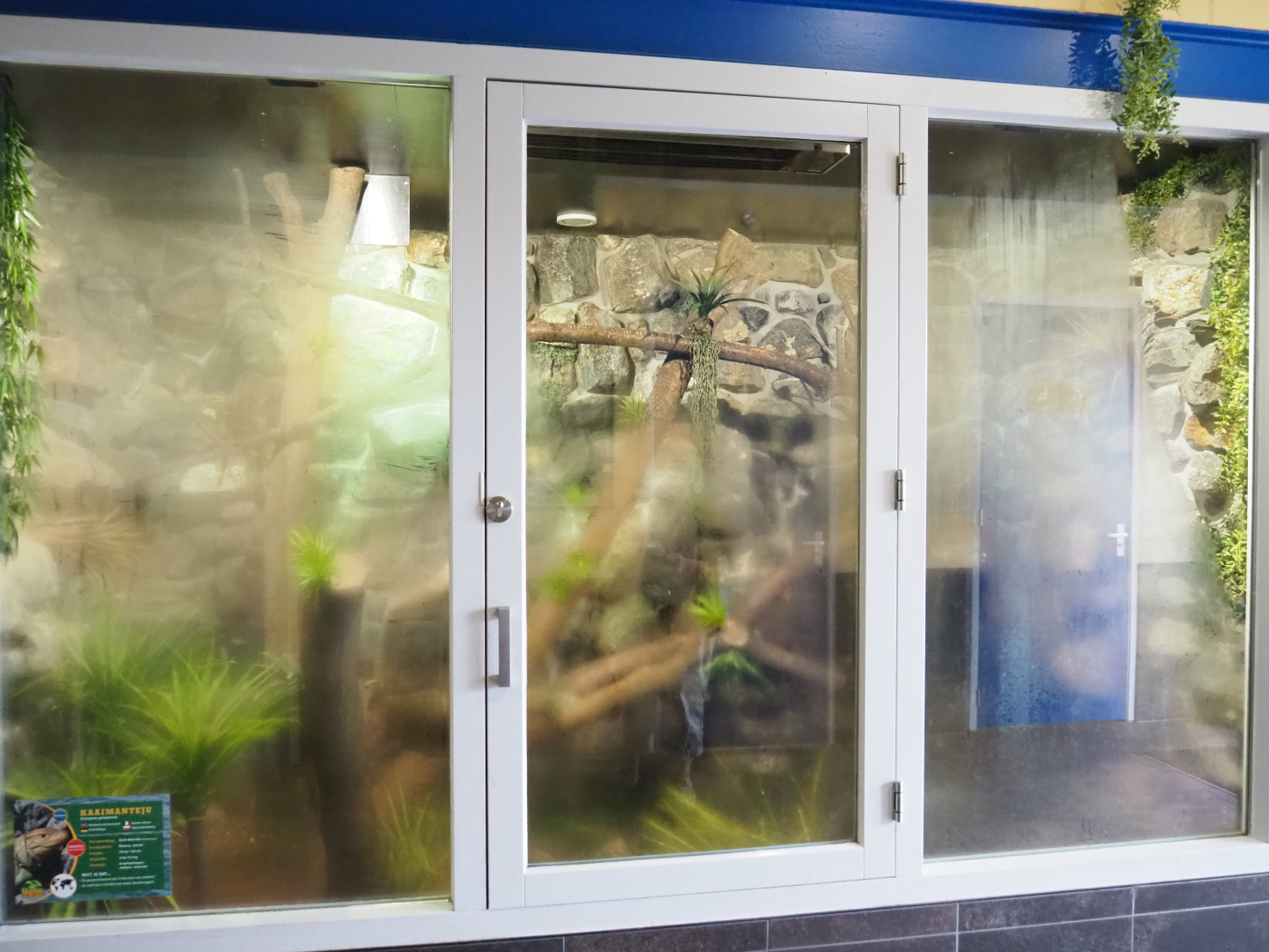 Caiman lizard terrarium in the entrance building, 2022-05-17