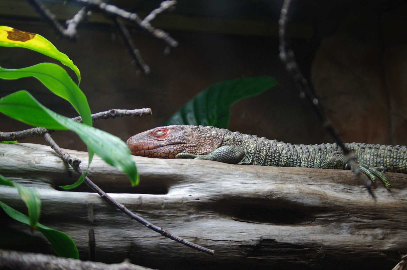 Caiman Lizard- Tropical Realm- 5/4/2023