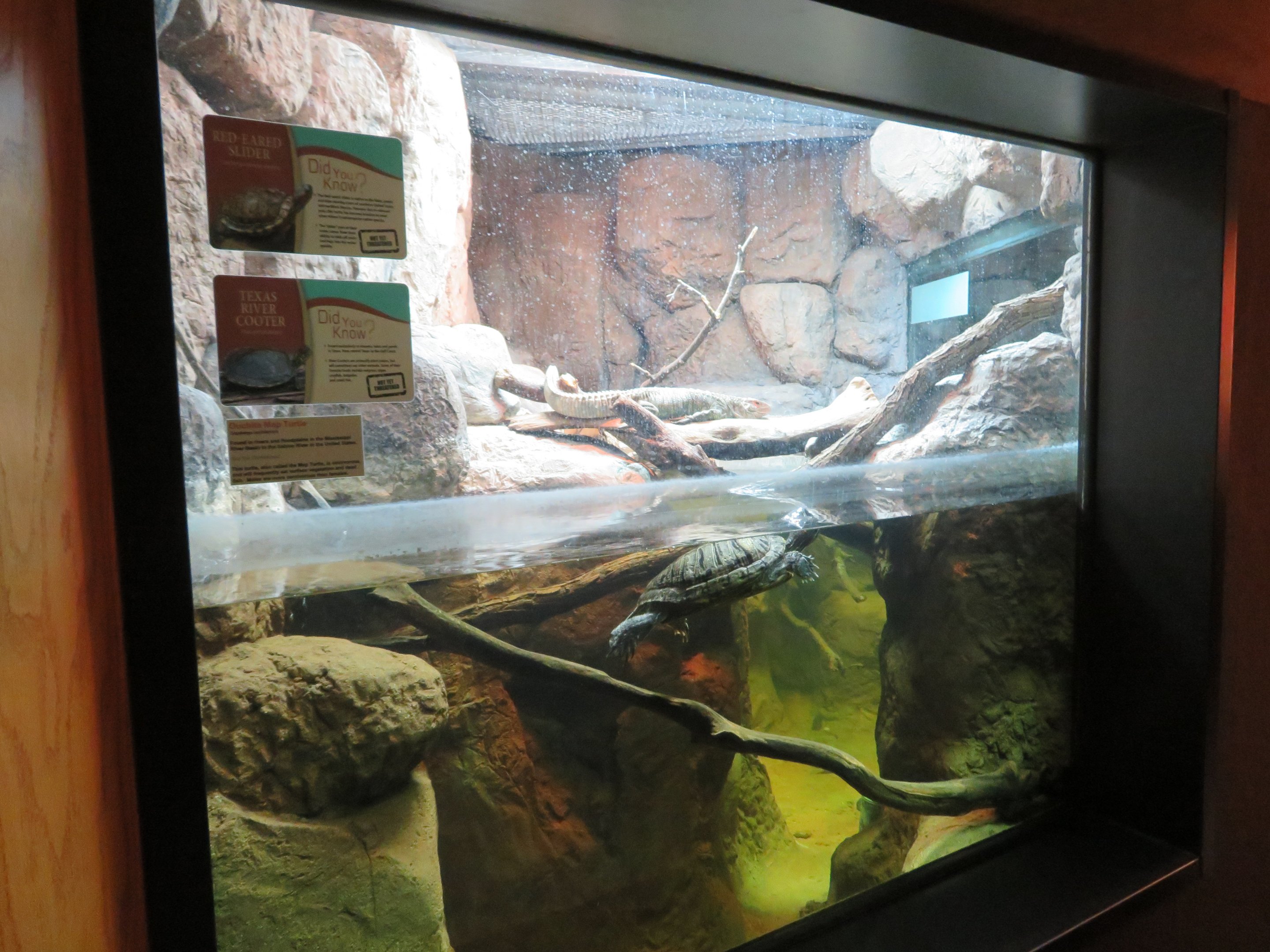 Caiman Lizard/Turtle Tank