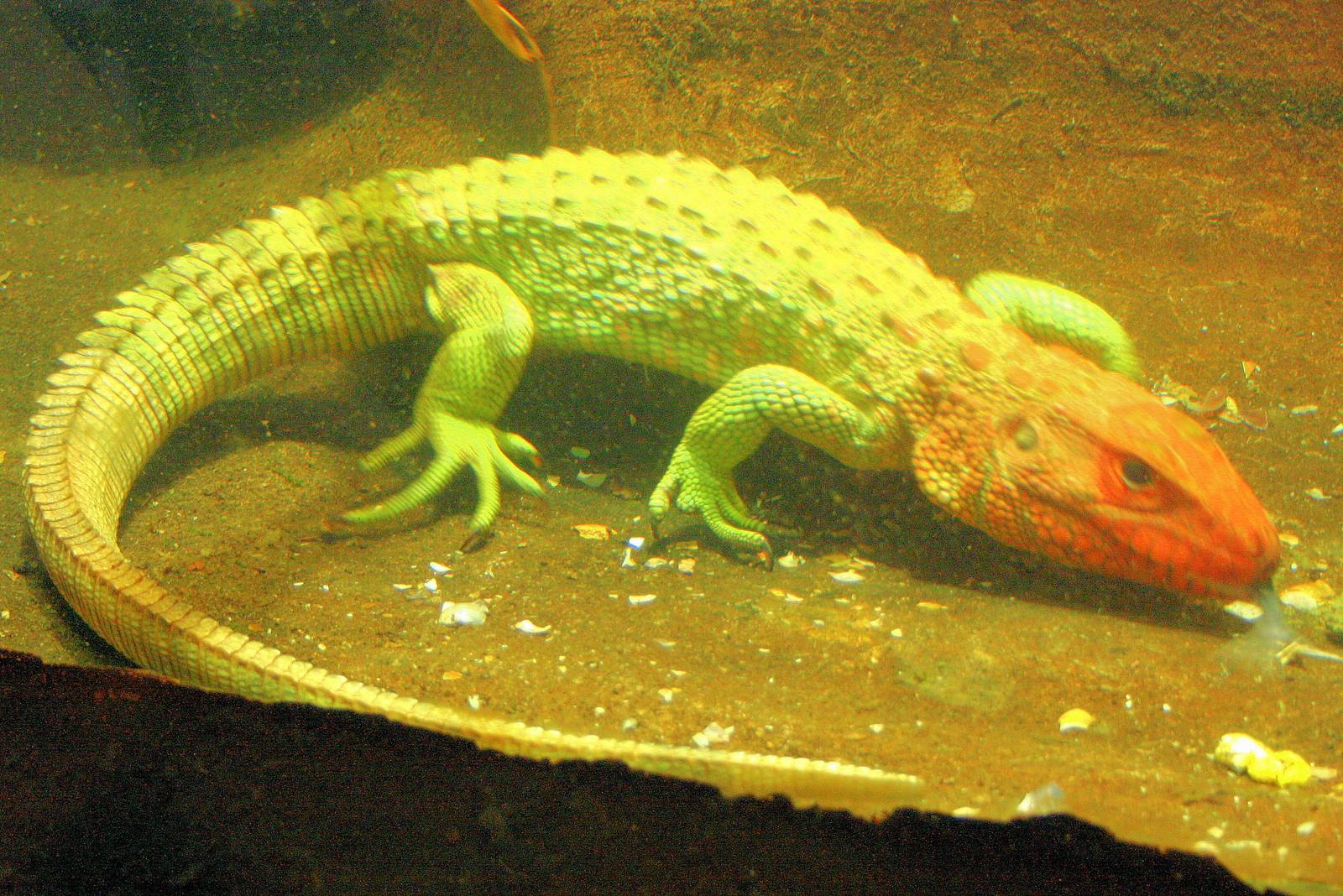 Caiman lizard under water; London Zoo; 12th January 2014
