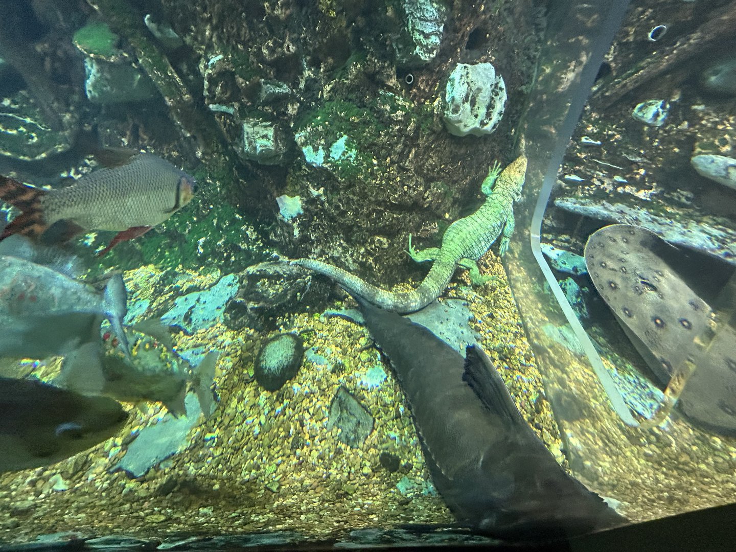 Caiman Lizard Underwater