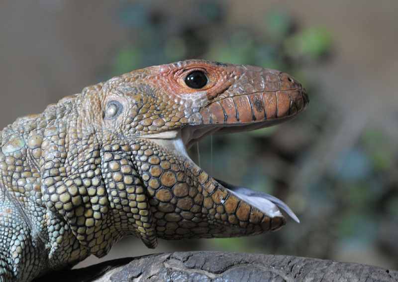 Caiman lizard yawning