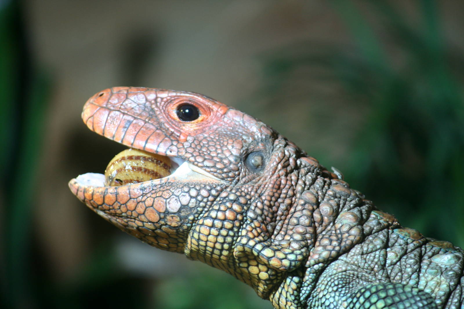 Caiman Lizard
