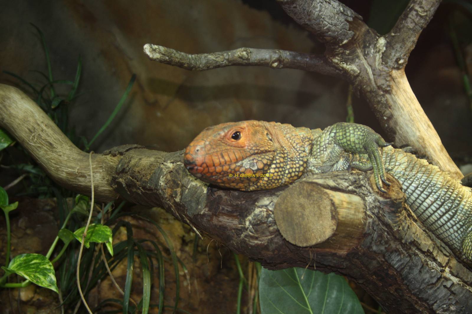 Caiman Lizard
