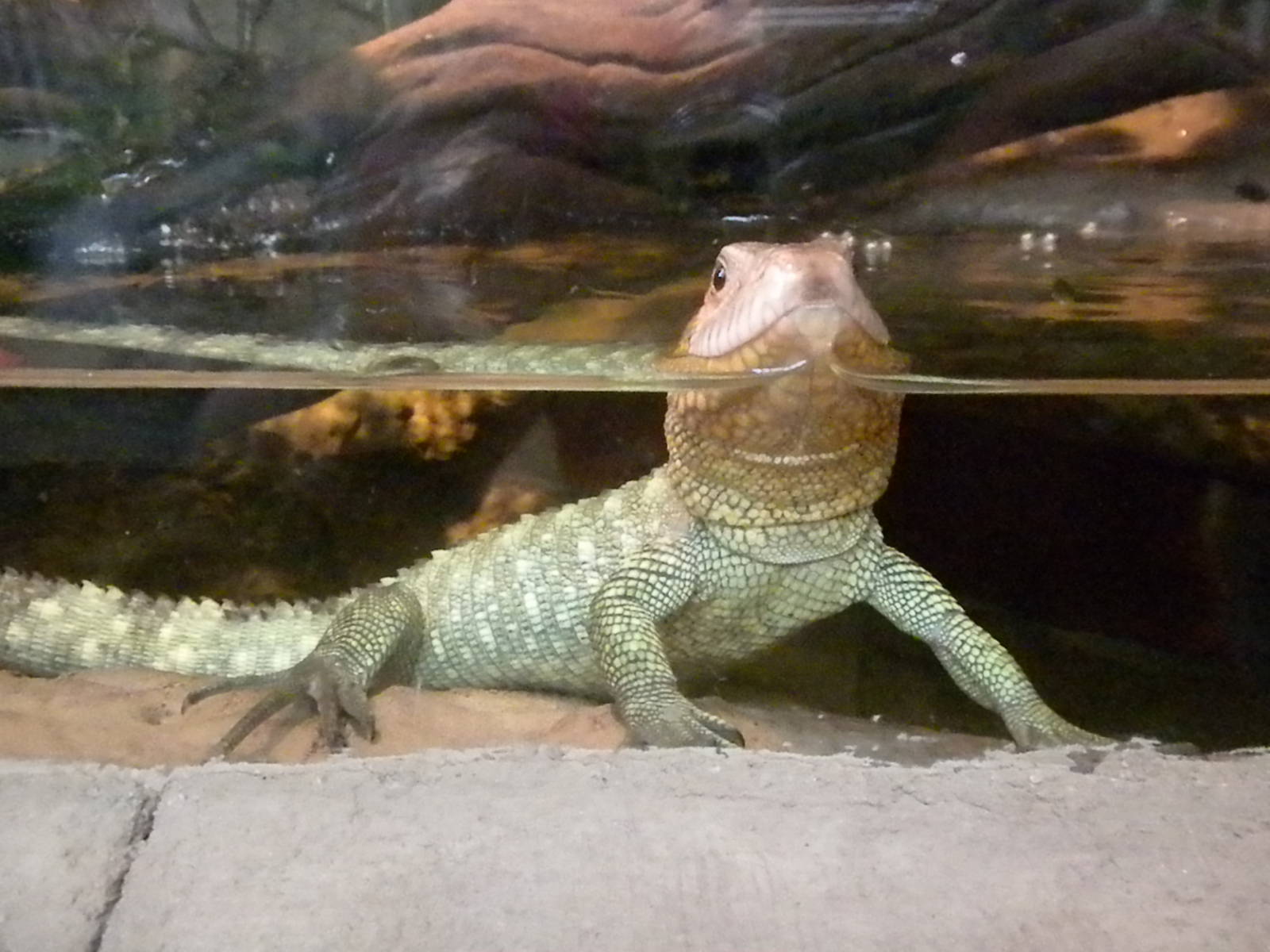 Caiman lizard