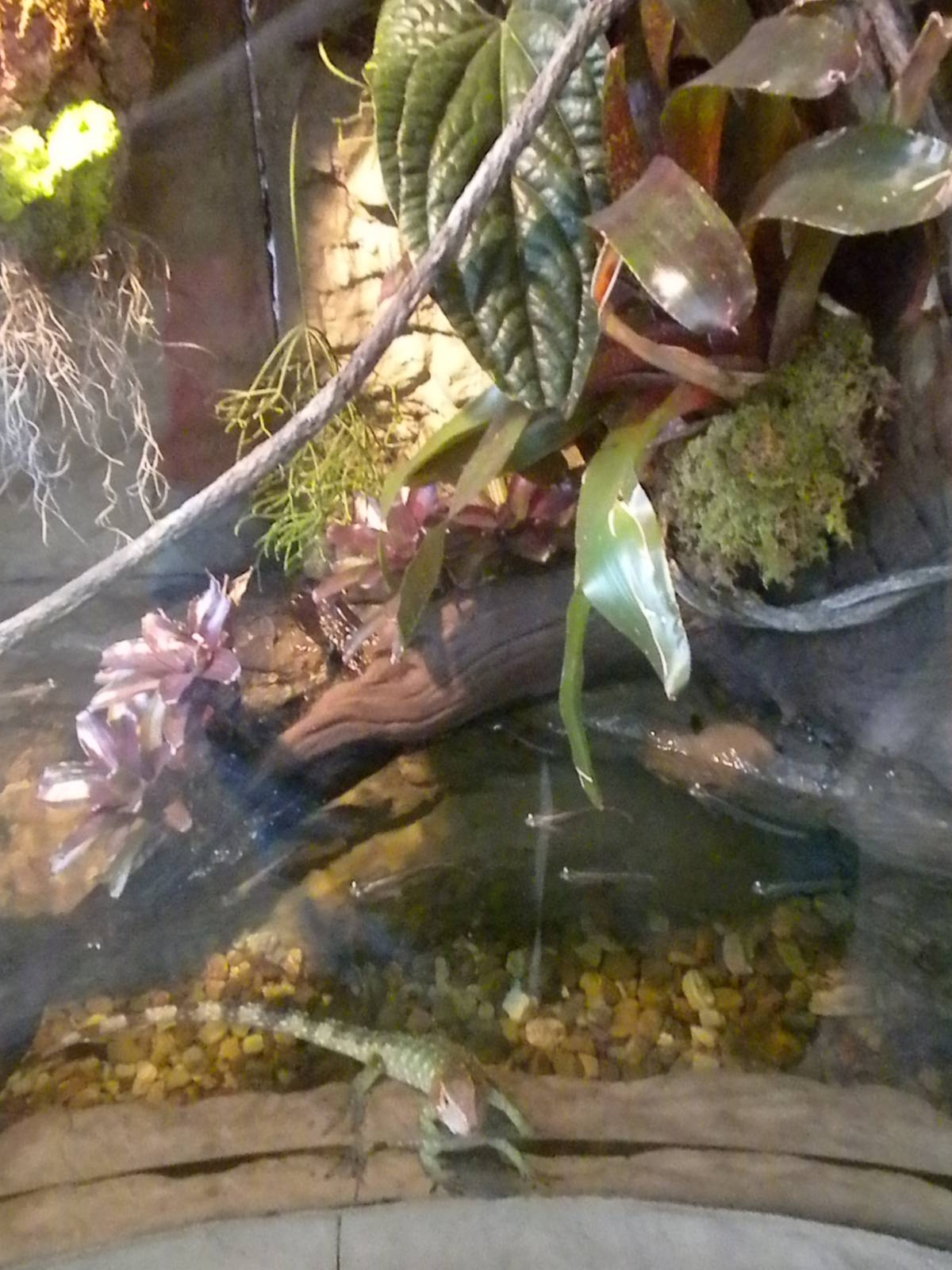 Caiman lizard