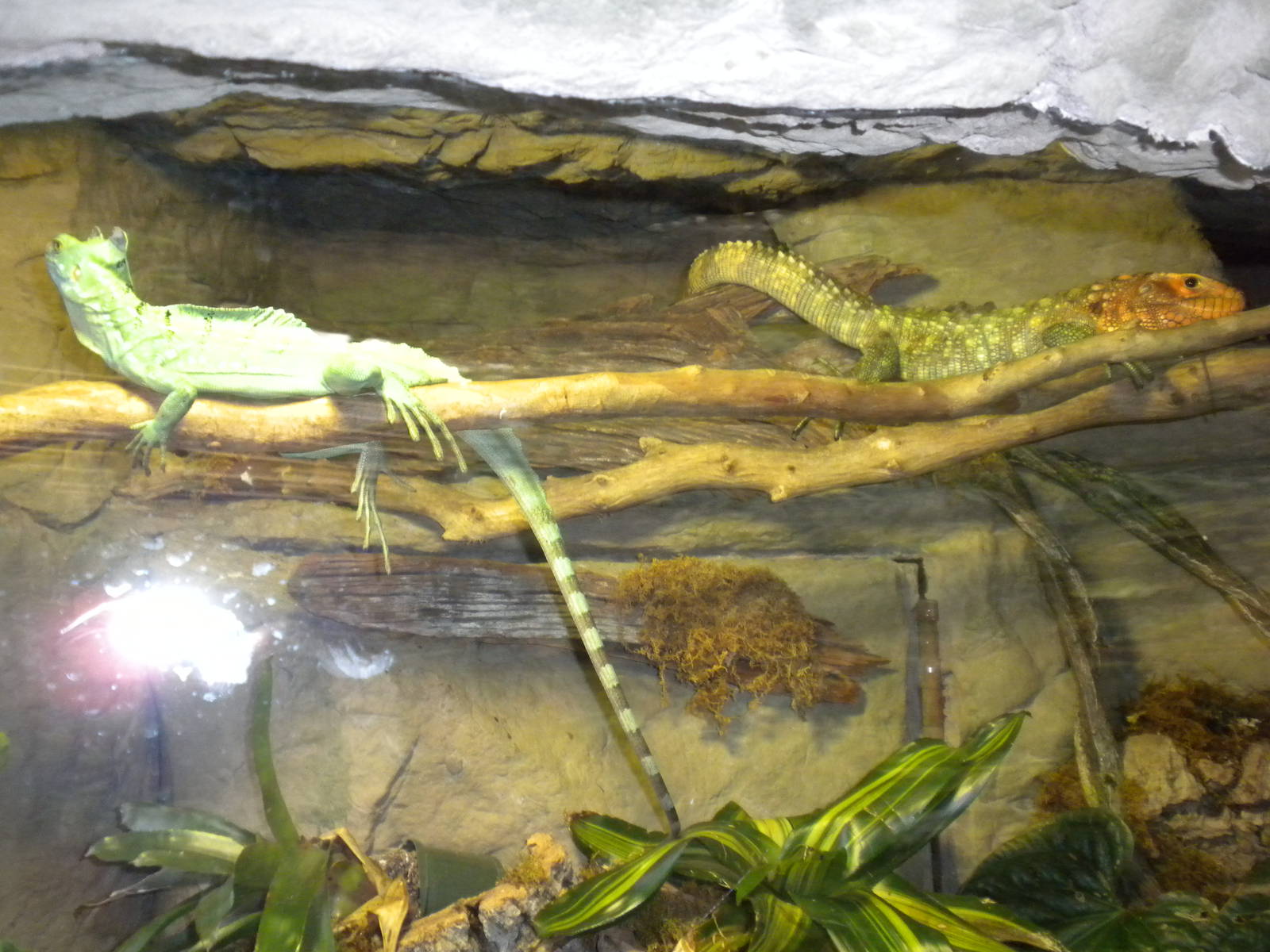 Caiman lizard