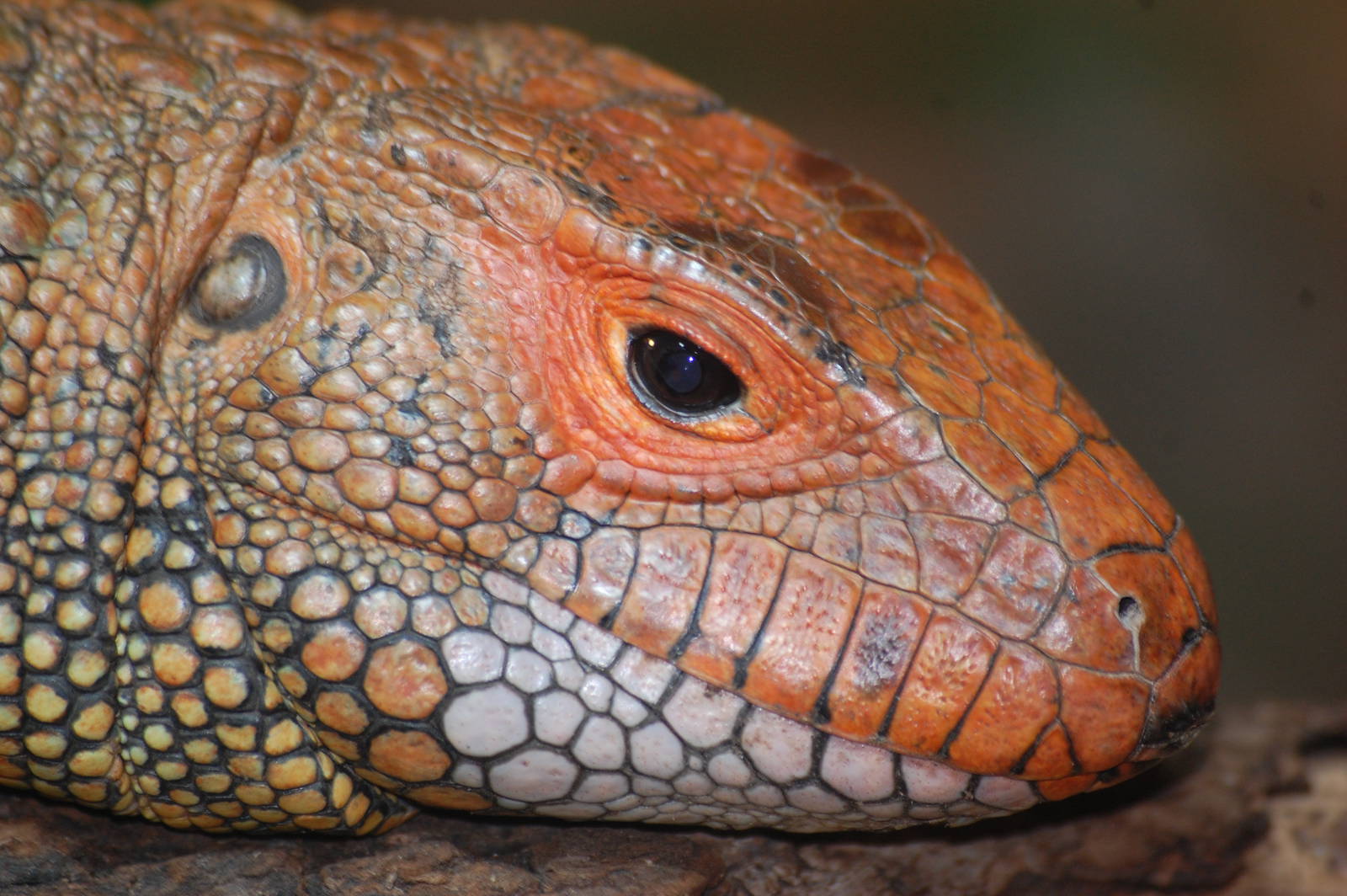 Caiman lizard
