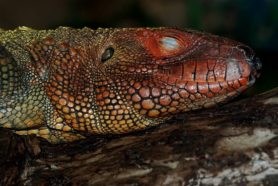 Caiman Lizard