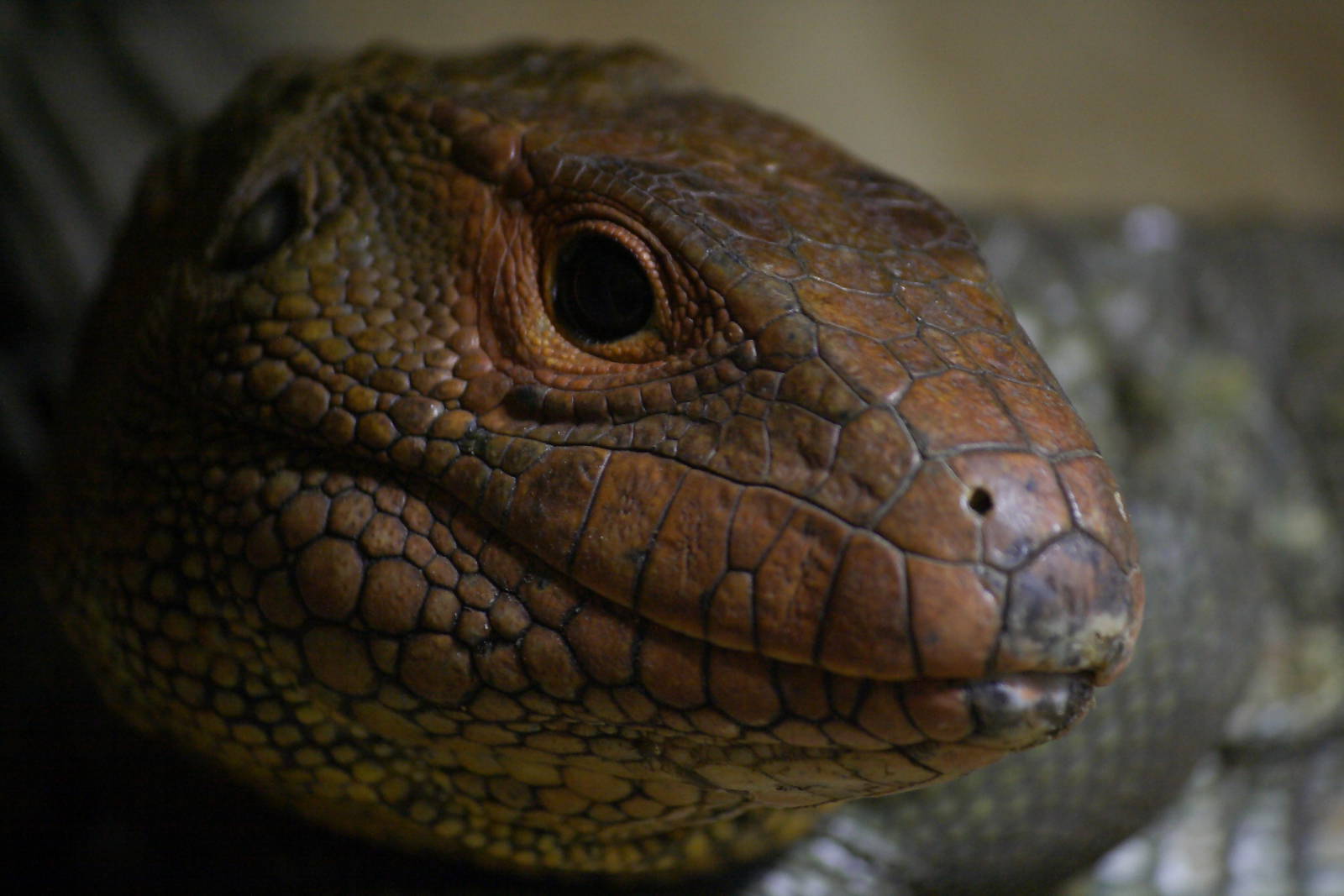 Caiman lizard