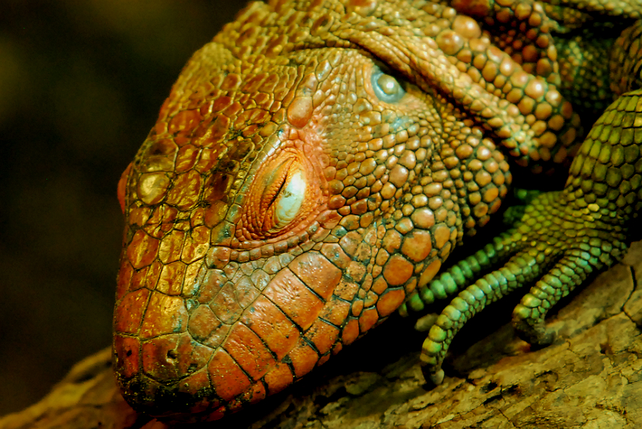 CAIMAN LIZARD