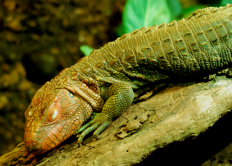 CAIMAN LIZARD