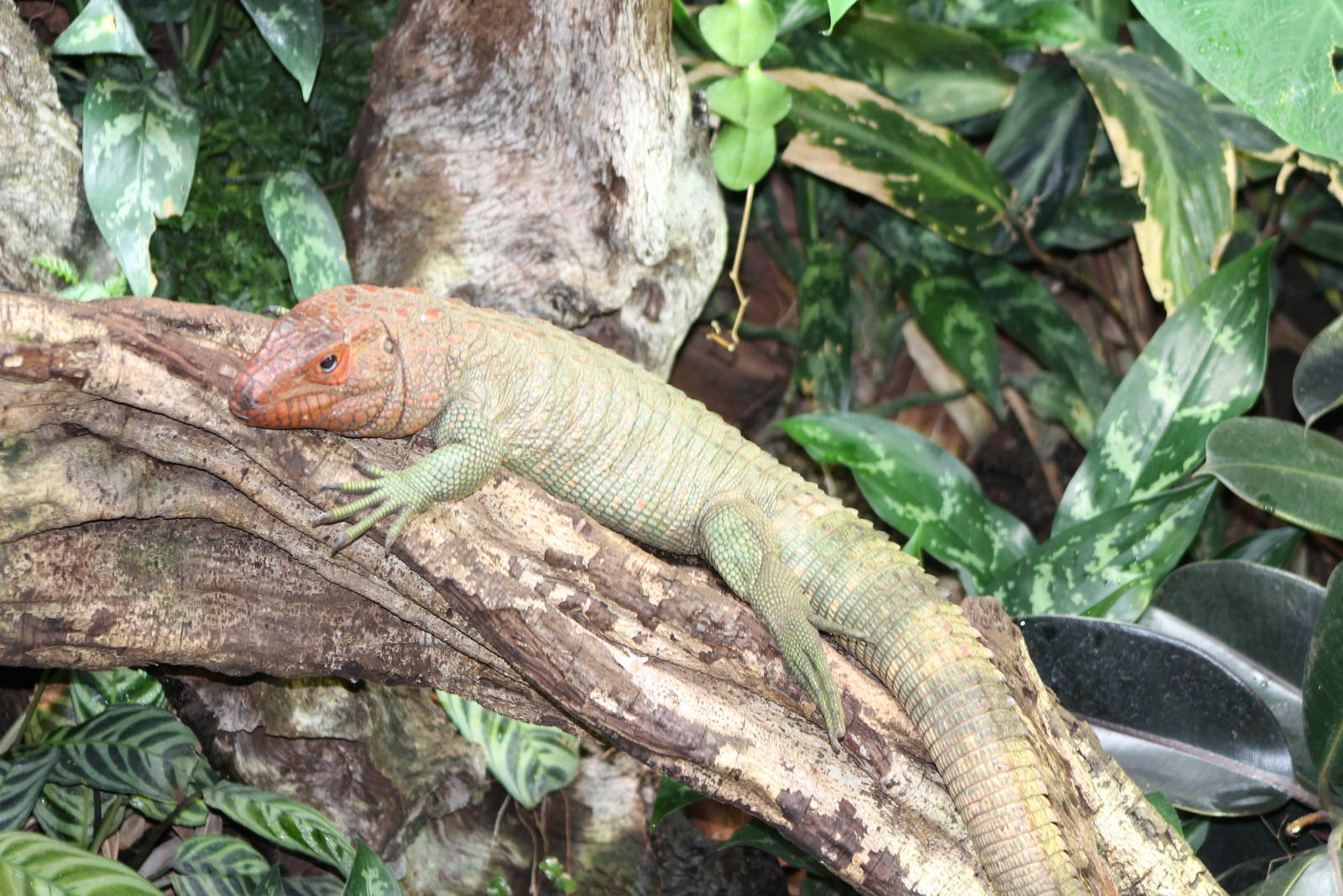 Caiman lizard