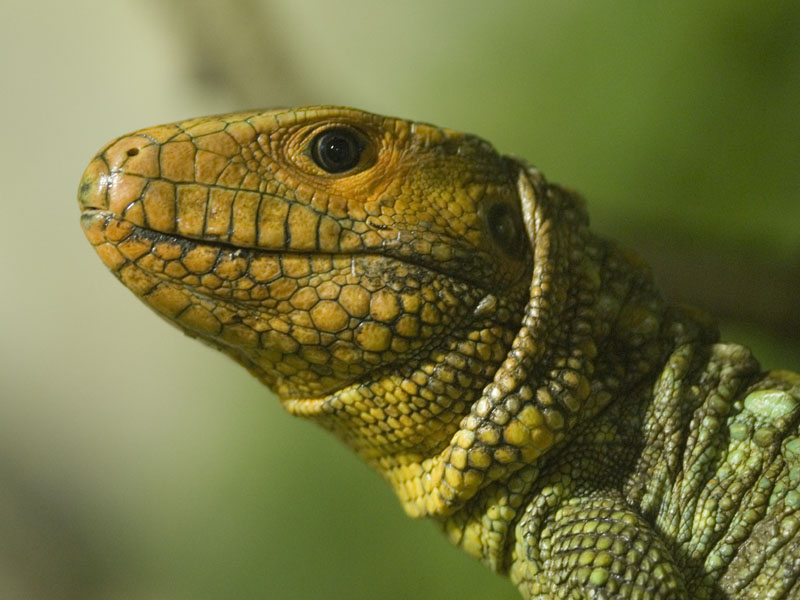 Caiman Lizard