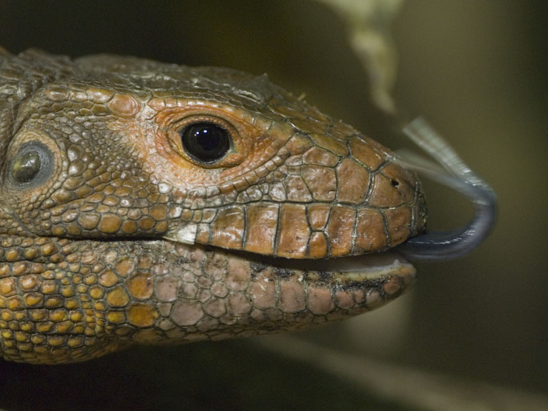 Caiman Lizard
