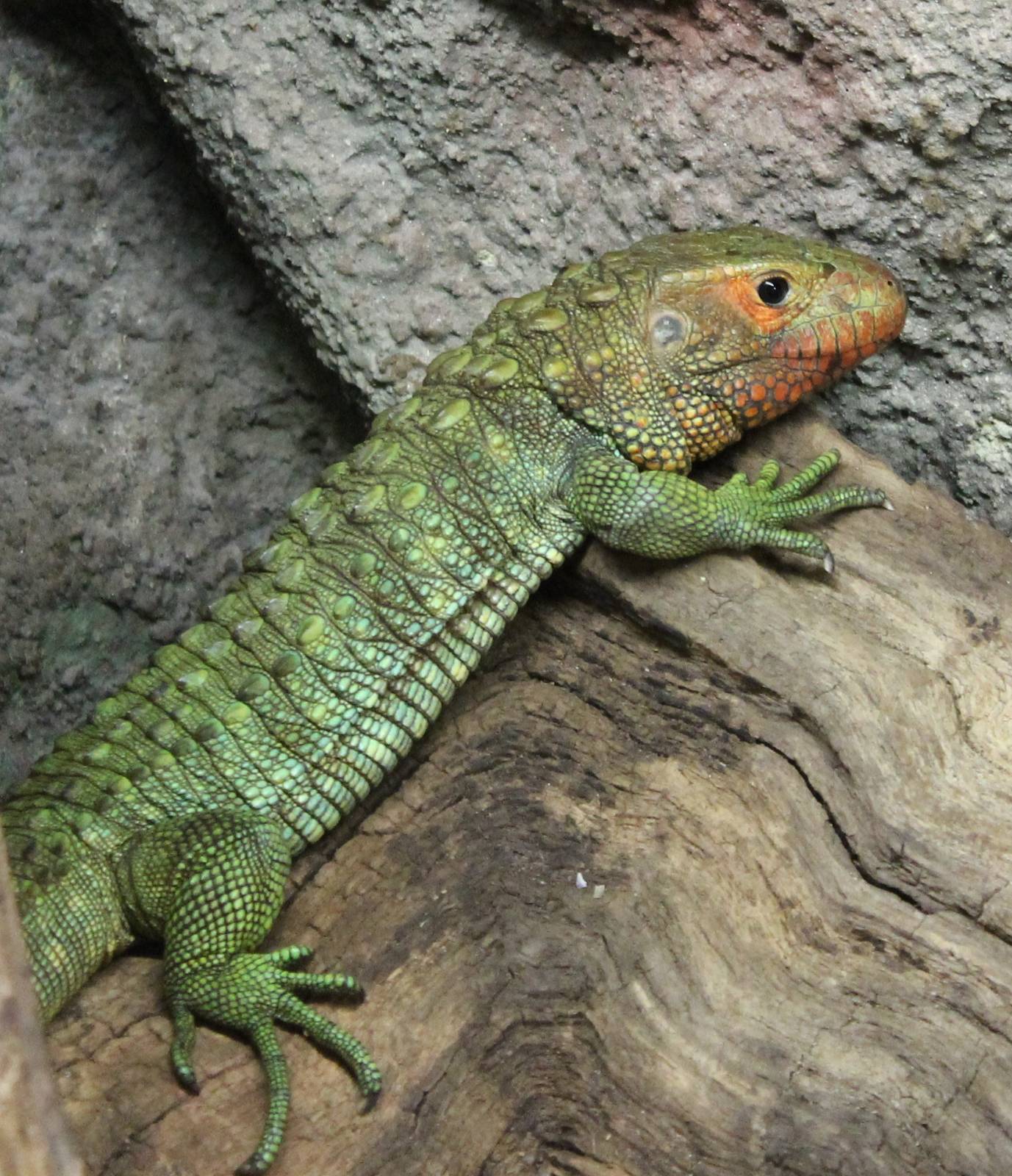 Caiman lizard