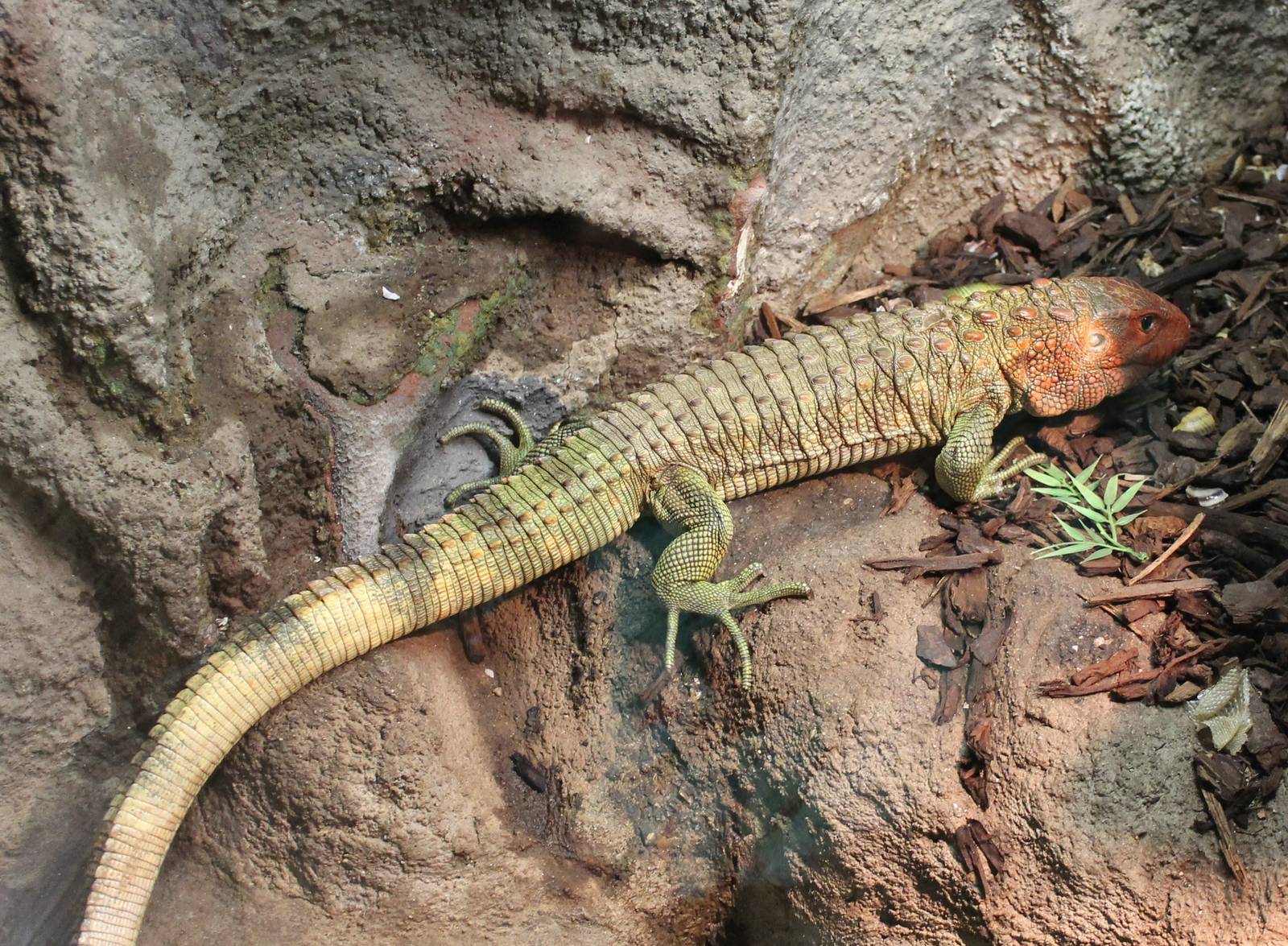 Caiman lizard